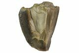 Serrated, Fossil Phytosaur Tooth Tip - Arizona #145001-1